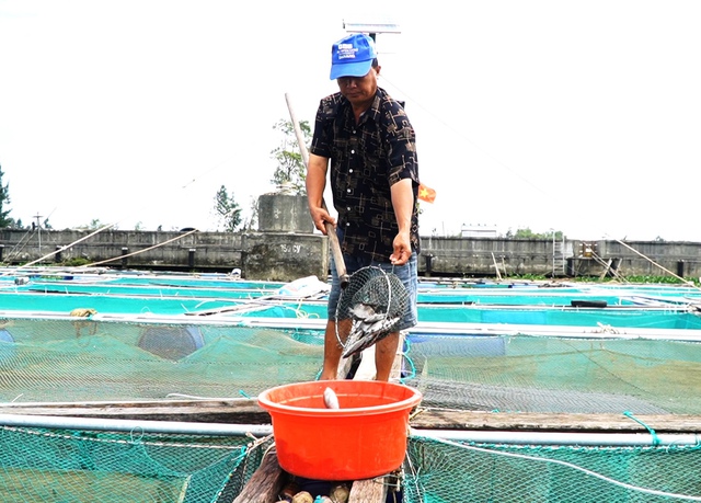 Quảng Nam: Nước s&ocirc;ng Thu Bồn dần đổi m&agrave;u, gần 300 tấn c&aacute; chết trắng b&egrave; - Ảnh 3.