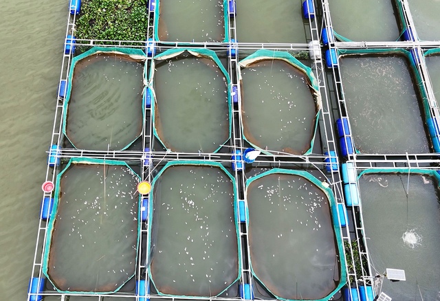 Quảng Nam: Nước s&ocirc;ng Thu Bồn dần đổi m&agrave;u, gần 300 tấn c&aacute; chết trắng b&egrave; - Ảnh 2.