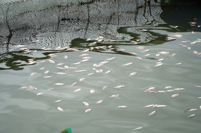 Quảng Nam: Nước s&ocirc;ng Thu Bồn dần đổi m&agrave;u, gần 300 tấn c&aacute; chết trắng b&egrave; - Ảnh 4.