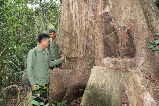 Xuyên tết giữ rừng gỗ quý ở Gia Lai- Ảnh 4.