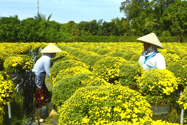 Đồng Tháp tổ chức Festival hoa - kiểng Sa Đéc lần thứ 2 đầu năm 2026- Ảnh 1.