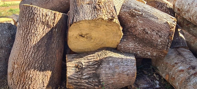 Hàng trăm cây rừng bị chặt phá ở tuyến đường tuần tra biên giới- Ảnh 3.