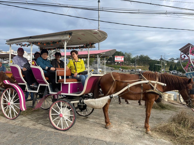 Đà Lạt tiếp tục cấm xe ngựa chở du khách quanh hồ Xuân Hương - Ảnh 2.