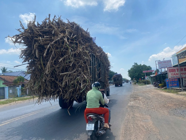 Tây Ninh: Xe chở mía dấu hiệu quá khổ lưu thông 'bát nháo' trên đường tỉnh 785- Ảnh 2.