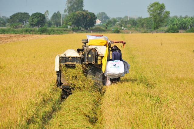 Băn khoăn việc siết ủy thác xuất khẩu gạo- Ảnh 1.