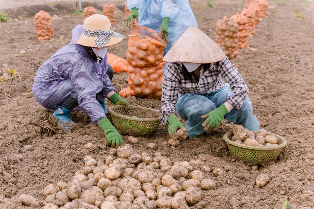 Giải pháp Syngenta giúp nông dân Bắc Ninh 'lãi khủng' từ trồng khoai tây bền vững - Ảnh 3.