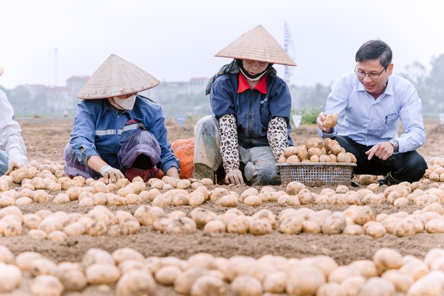 Giải pháp Syngenta giúp nông dân Bắc Ninh 'lãi khủng' từ trồng khoai tây bền vững - Ảnh 4.