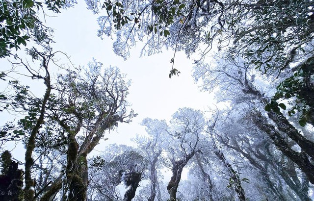 3月中旬、Ta Xuaに突然霜が降りました - 写真1。