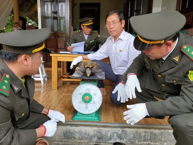 Rùa núi viền quý hiếm "chảy nước mắt" khi người dân giao nộp cho kiểm lâm - Ảnh 1.