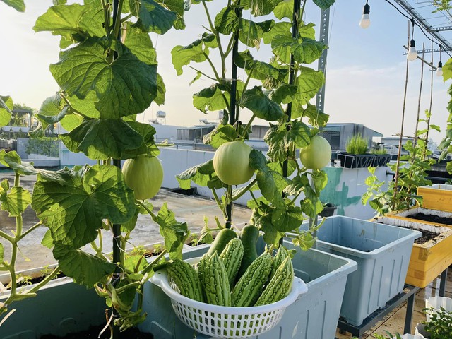 Vườn nho tr&ecirc;n s&acirc;n thượng sai trĩu quả của c&ocirc; g&aacute;i xinh đẹp - Ảnh 7.