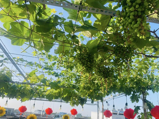 Vườn nho tr&ecirc;n s&acirc;n thượng sai trĩu quả của c&ocirc; g&aacute;i xinh đẹp - Ảnh 3.