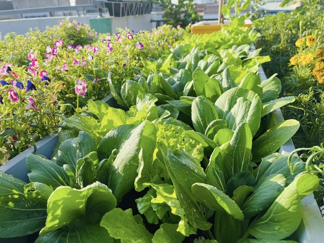 Vườn nho tr&ecirc;n s&acirc;n thượng sai trĩu quả của c&ocirc; g&aacute;i xinh đẹp - Ảnh 6.