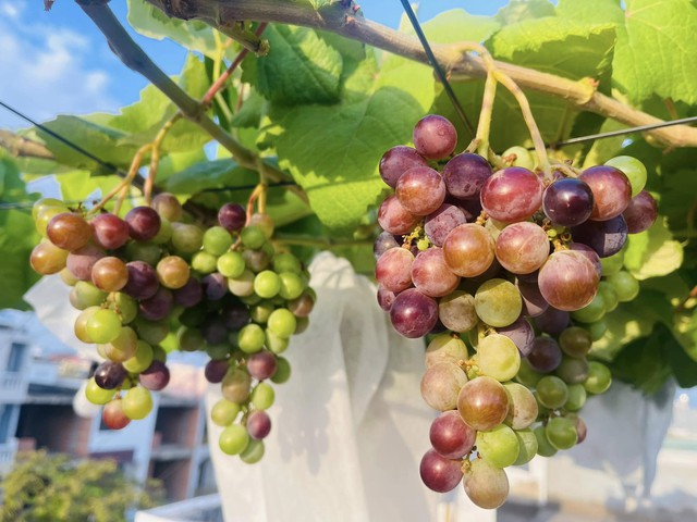 Vườn nho tr&ecirc;n s&acirc;n thượng sai trĩu quả của c&ocirc; g&aacute;i xinh đẹp - Ảnh 2.