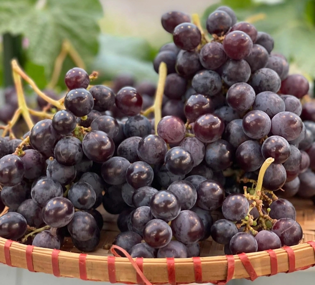 Vườn nho tr&ecirc;n s&acirc;n thượng sai trĩu quả của c&ocirc; g&aacute;i xinh đẹp - Ảnh 4.