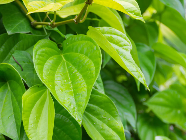 Xà phòng thảo dược lá trầu không BioHealth - lựa chọn cho làn da khỏe mạnh - Ảnh 1.