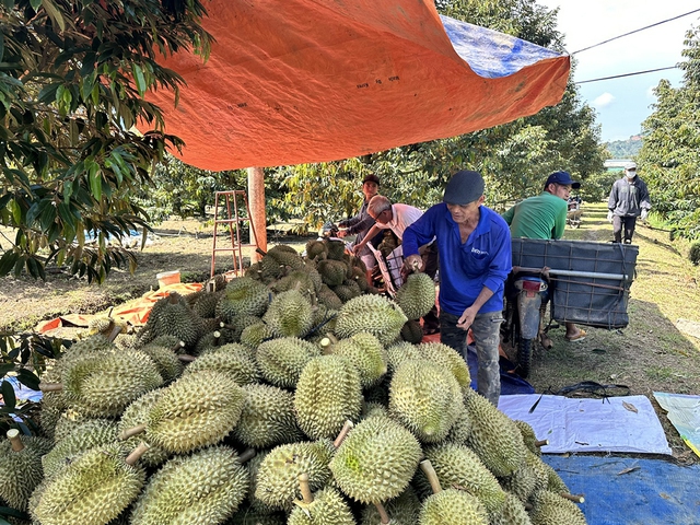 Gạo thêm cơ hội vào Mỹ, sầu riêng gặp khó ở Trung Quốc- Ảnh 1.