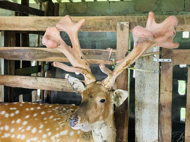 Con hươu sao cho cặp nhung 'khủng' nặng hơn 4,1 kg - Ảnh 1.
