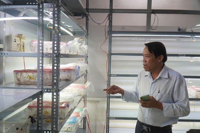 Bến Tre dùng ong ký sinh cứu 600 ha dừa bị sâu đầu đen tấn công- Ảnh 2.