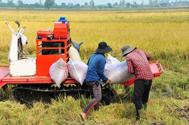 Ấn Độ tiếp tục xả hàng, gạo Việt càng khó?
- Ảnh 1.