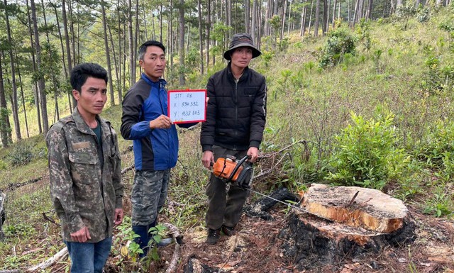 Tạm giữ hình sự 3 người cưa hạ hơn 30 cây thông 3 lá ở Lâm Đồng- Ảnh 1.