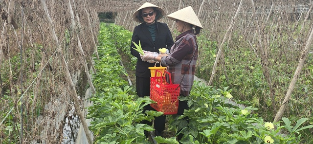 Nhiều hộ dân ở Long An thoát nghèo nhờ Quỹ hỗ trợ cộng đồng David Dương- Ảnh 1. Nhiều hộ dân ở Long An thoát nghèo nhờ Quỹ hỗ trợ cộng đồng David Dương- Ảnh 1.