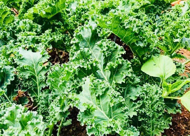 Bác sĩ chia sẻ các loại rau lá xanh giàu canxi- Ảnh 2.