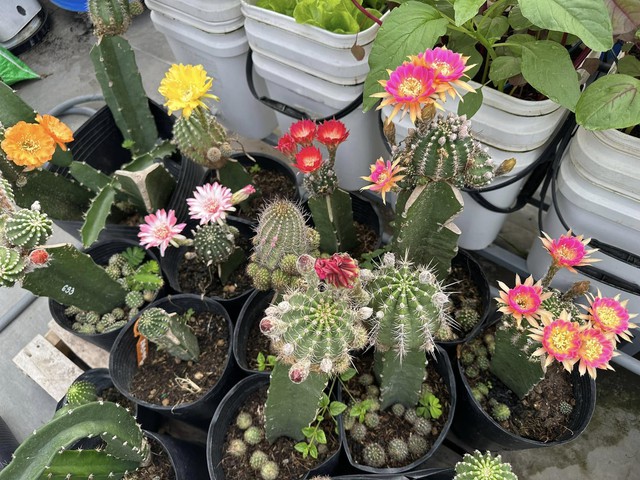 Khu vườn s&acirc;n thượng cho tr&aacute;i quanh năm của &ocirc;ng bố 9X - Ảnh 15.