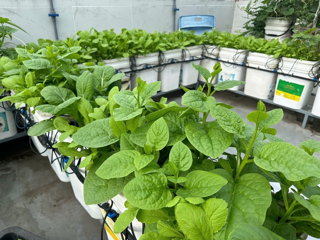 Khu vườn s&acirc;n thượng cho tr&aacute;i quanh năm của &ocirc;ng bố 9X - Ảnh 13.