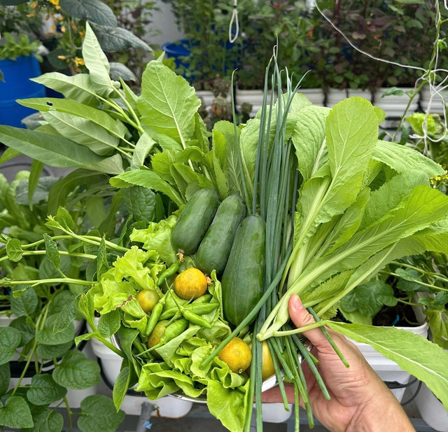 Khu vườn s&acirc;n thượng cho tr&aacute;i quanh năm của &ocirc;ng bố 9X - Ảnh 12.