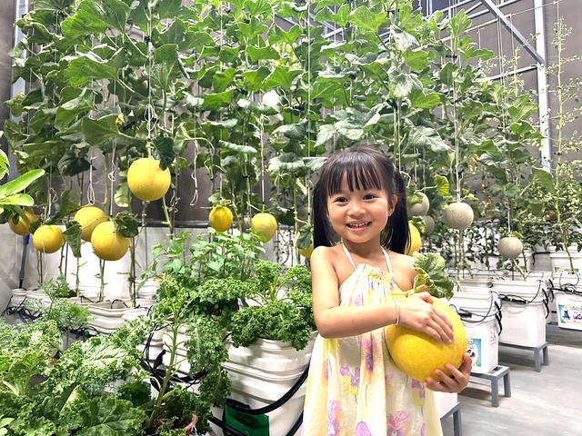 Khu vườn s&acirc;n thượng cho tr&aacute;i quanh năm của &ocirc;ng bố 9X - Ảnh 10.