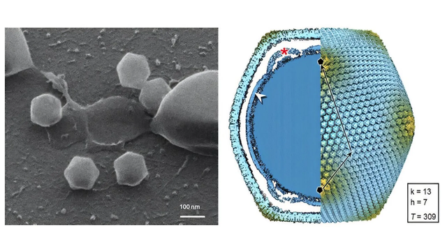 Phát hiện virus khổng lồ ở Phần Lan- Ảnh 1. Phát hiện virus khổng lồ ở Phần Lan- Ảnh 1.