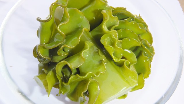 Hoạt chất fucoidan từ tảo nâu Mekabu Nhật Bản hỗ trợ sức khỏe người bệnh - Ảnh 1.