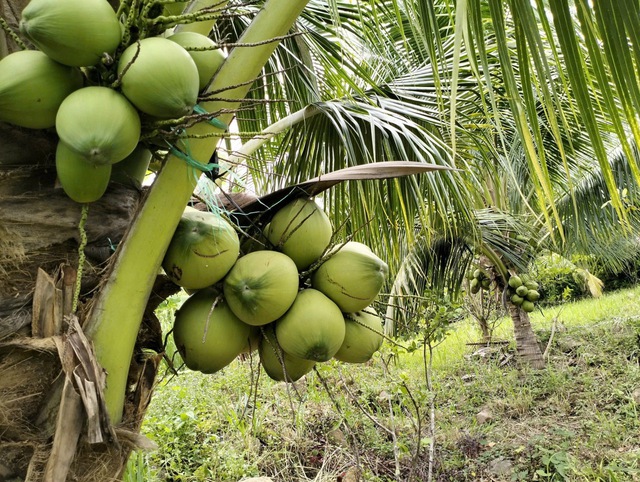 Gi&aacute; dừa tươi tăng gấp đ&ocirc;i v&igrave; nắng n&oacute;ng - Ảnh 1.