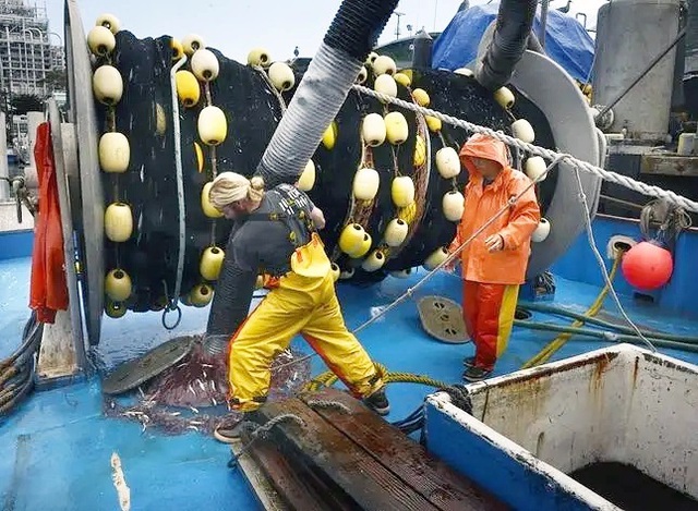 Nước mắm Việt từ cá cơm Mỹ - Ảnh 2.