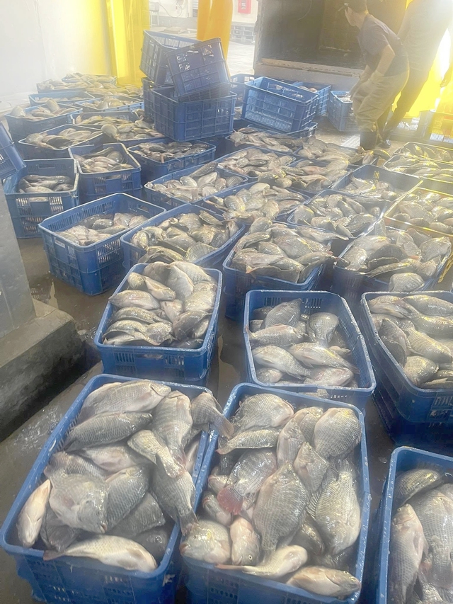 Bà con hưởng lợi từ những “ngôi sao nhỏ” Bà con hưởng lợi từ những “ngôi sao nhỏ”