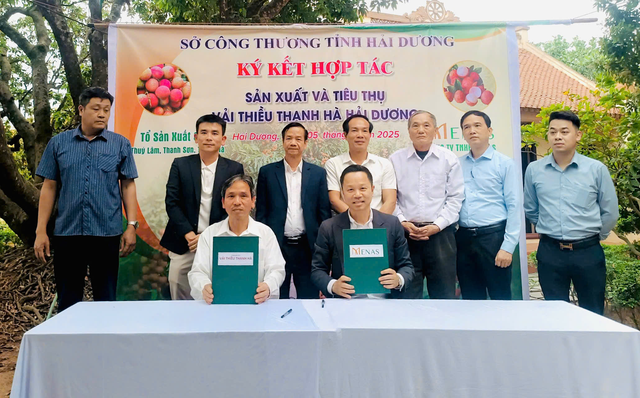 Menas Group nâng tầm đặc sản vải thiều Thanh Hà trên thị trường cao cấp - Ảnh 1.