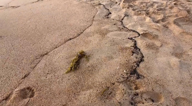 Chằng chịt vết dầu đen tấp v&agrave;o b&atilde;i biển Tuy H&ograve;a - Ảnh 1.