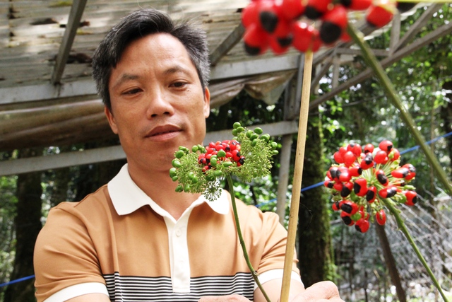 Phó thủ tướng: 'Cần nhìn lớn, nhìn xa hơn để phát triển ngành công nghiệp dược liệu' - Ảnh 1.