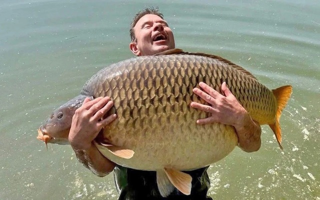 Cần thủ ‘vui hơn trúng số’ khi câu được cá chép nặng 47 kg Cần thủ ‘vui hơn trúng số’ khi câu được cá chép nặng 47 kg