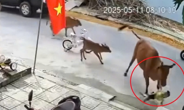 Đà Nẵng: Một trẻ em bị bò thả rông húc văng Đà Nẵng: Một trẻ em bị bò thả rông húc văng