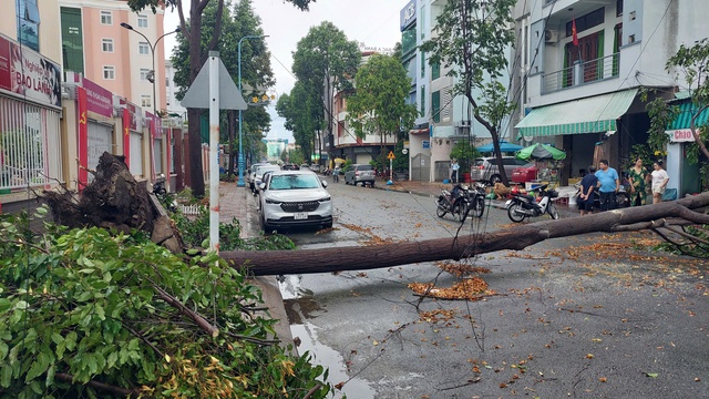 Long An: Mưa lớn gây ngập chợ Tân An, nhiều cây xanh ngã đổ Long An: Mưa lớn gây ngập chợ Tân An, nhiều cây xanh ngã đổ