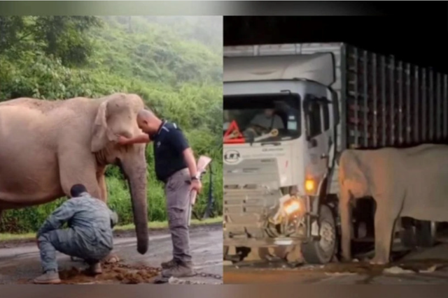Malaysia tìm giải pháp sau khi voi con bị xe tông chết vì băng ngang xa lộ Malaysia tìm giải pháp sau khi voi con bị xe tông chết vì băng ngang xa lộ