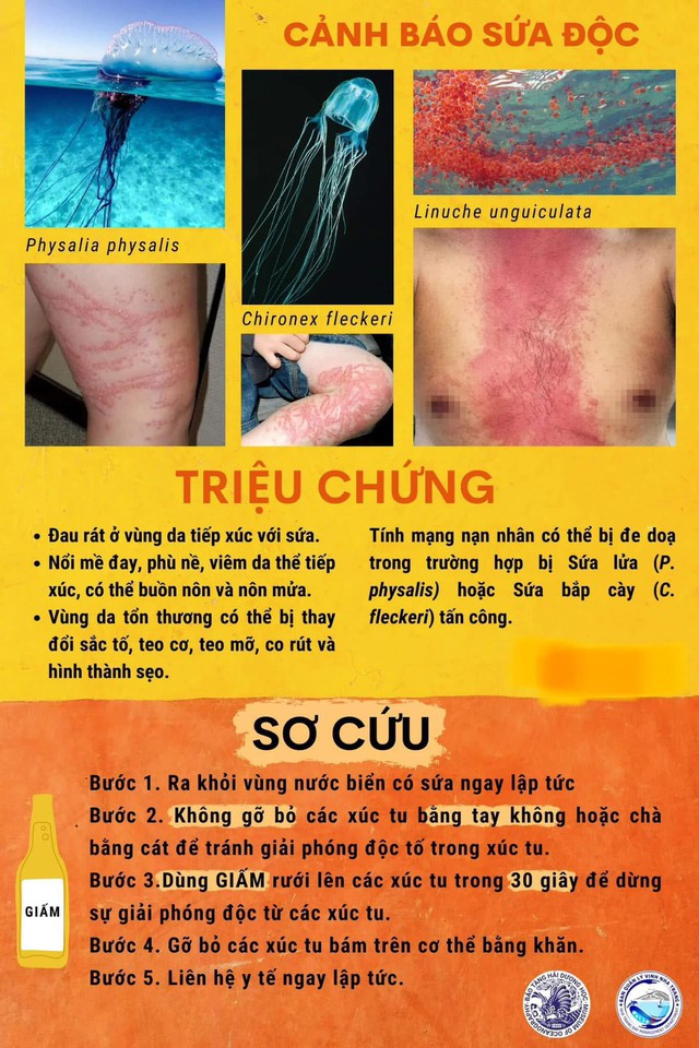 Xuất hiện sứa lửa gây nguy hiểm tại nhiều bãi tắm ở biển Nha Trang Xuất hiện sứa lửa gây nguy hiểm tại nhiều bãi tắm ở biển Nha Trang