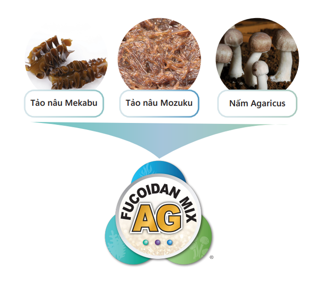 Tảo nâu Mekabu - 'kho báu' thiên nhiên cho sức khỏe - Ảnh 2.