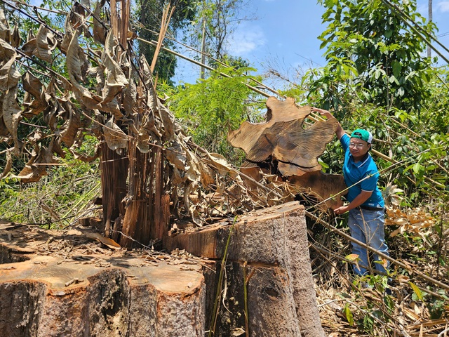 Kon Tum: Làm rõ vụ phá rừng gần trụ sở UBND huyện Kon Tum: Làm rõ vụ phá rừng gần trụ sở UBND huyện