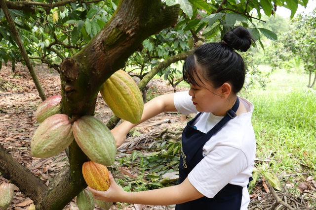 Để hồn Việt ‘lên men’ trong từng hạt cacao thủ công Để hồn Việt ‘lên men’ trong từng hạt cacao thủ công