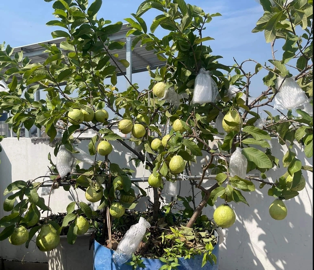 Cô ‘nông dân sân thượng’ đầu tư hàng trăm triệu đồng để có khu vườn sai quả- Ảnh 12. Cô ‘nông dân sân thượng’ đầu tư hàng trăm triệu đồng để có khu vườn sai quả- Ảnh 12.
