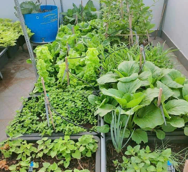 Cô ‘nông dân sân thượng’ đầu tư hàng trăm triệu đồng để có khu vườn sai quả- Ảnh 13. Cô ‘nông dân sân thượng’ đầu tư hàng trăm triệu đồng để có khu vườn sai quả- Ảnh 13.