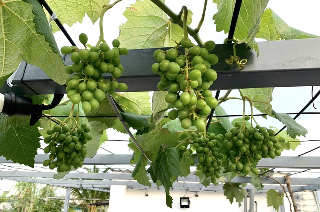Gia đình ở TP.HCM tự cung tự cấp rau sạch nhờ vườn sân thượng Gia đình ở TP.HCM tự cung tự cấp rau sạch nhờ vườn sân thượng