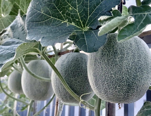 Gia đình ở TP.HCM 'tự cung tự cấp' rau sạch, trái cây nhờ vườn sân thượng - Ảnh 12.